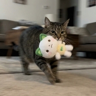 猫の日？