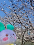 おはなみ