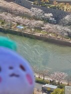 お花見してる人いる