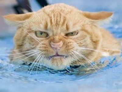 swimming_cat.jpg