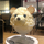 しらこ