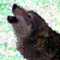 jwolf
