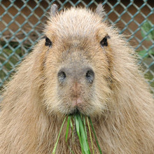 Kapibarasan