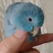 マメルリハのばーる