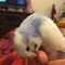 ぴこぴこ
