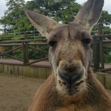 笑うカンガルー