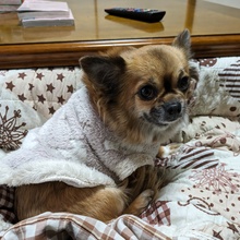 チワワきなこちゃん@よろしくね