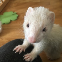 きょーや