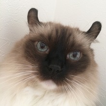 じる(主人の奴)