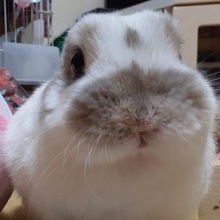 なーたんたん