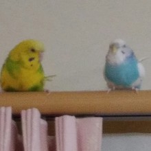 ホットコーヒー