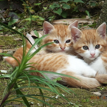 3匹の子猫