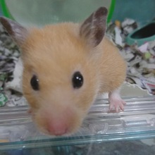 sonsonchan88