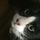 小島