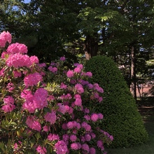 リトル☆マーメード