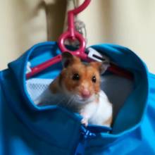 ぎょぎょさかなうおうお