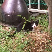 いとこたぶー