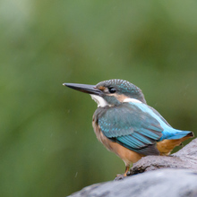 早朝カメラマン