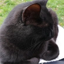 ふれちゃん