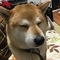 しょーじ! しょーじ!