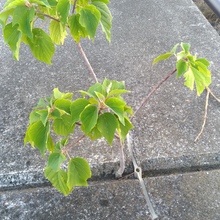 (´・　ω・　｀)