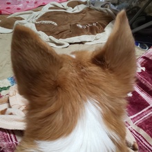 まろぱぱ@車高短犬の親父