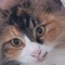 とらちっ