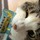 ねこの神様
