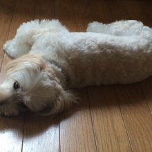 ベジータ