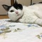 ゆうかな