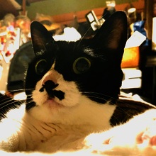 イリオモテ山猫母さん