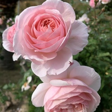 jully rose