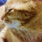 harucat.