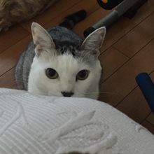 ミスティーのパパ