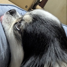 チャピロン@三多摩