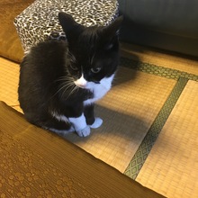 アルファセブン