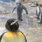 流浪のペンギン