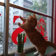 はらぺこぽんた