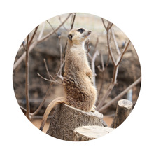 ミーヤキャット