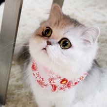 ニコン219