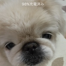 ペキニーズマン