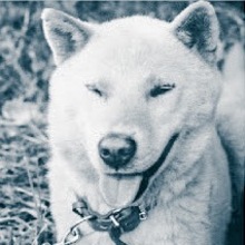 FIWA