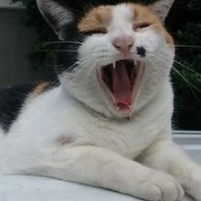 ちゃーしゅうにゃん