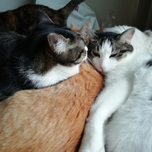 らむたむたがー