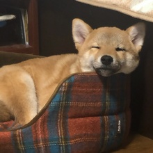 ゆいさんとみかん