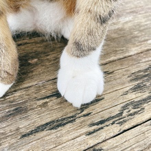 ねこねこおじさん