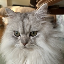 ジミーのレスポール