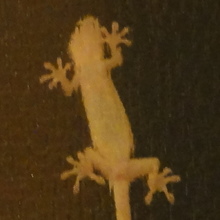 やもり