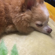 まっちゃアイス