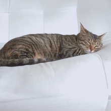 黒髪ボブ赤リップ